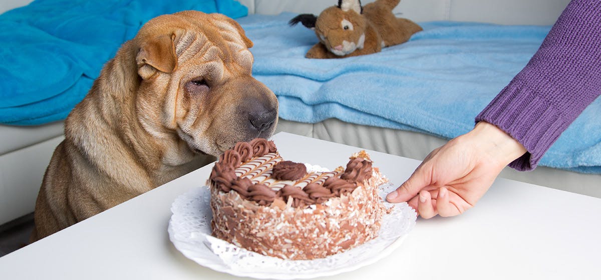 can-dogs-smell-pot-brownies