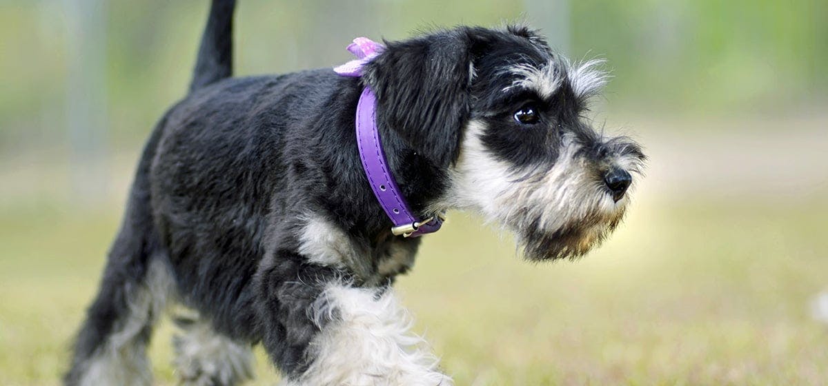 can-dogs-feel-their-whiskers