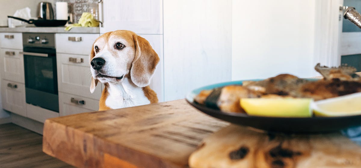 can-dogs-taste-crispy-food