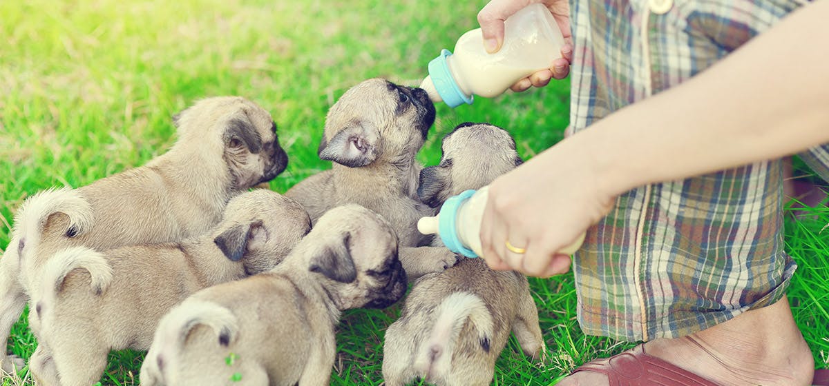 Dogs and shop soy milk