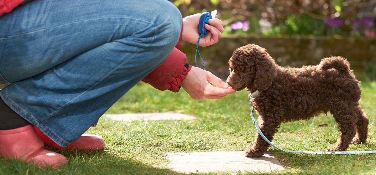 can-dogs-recognize-themselves-by-smell