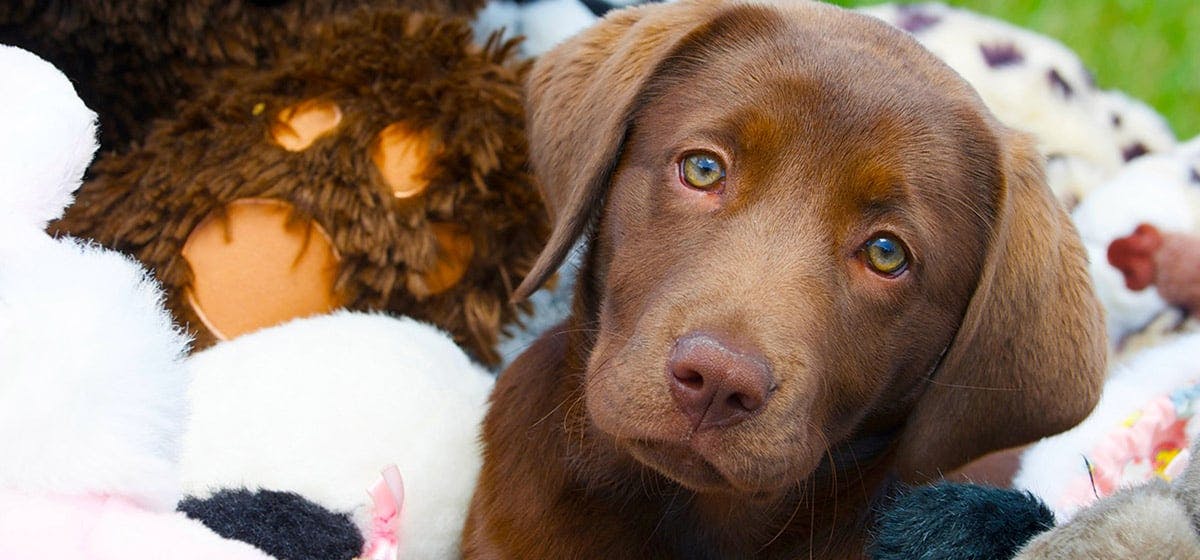 is it ok to give puppies stuffed animals