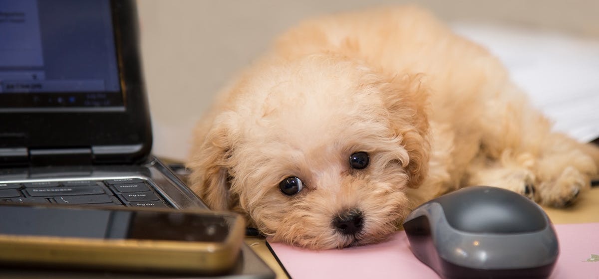 can-dogs-hear-computer-speakers