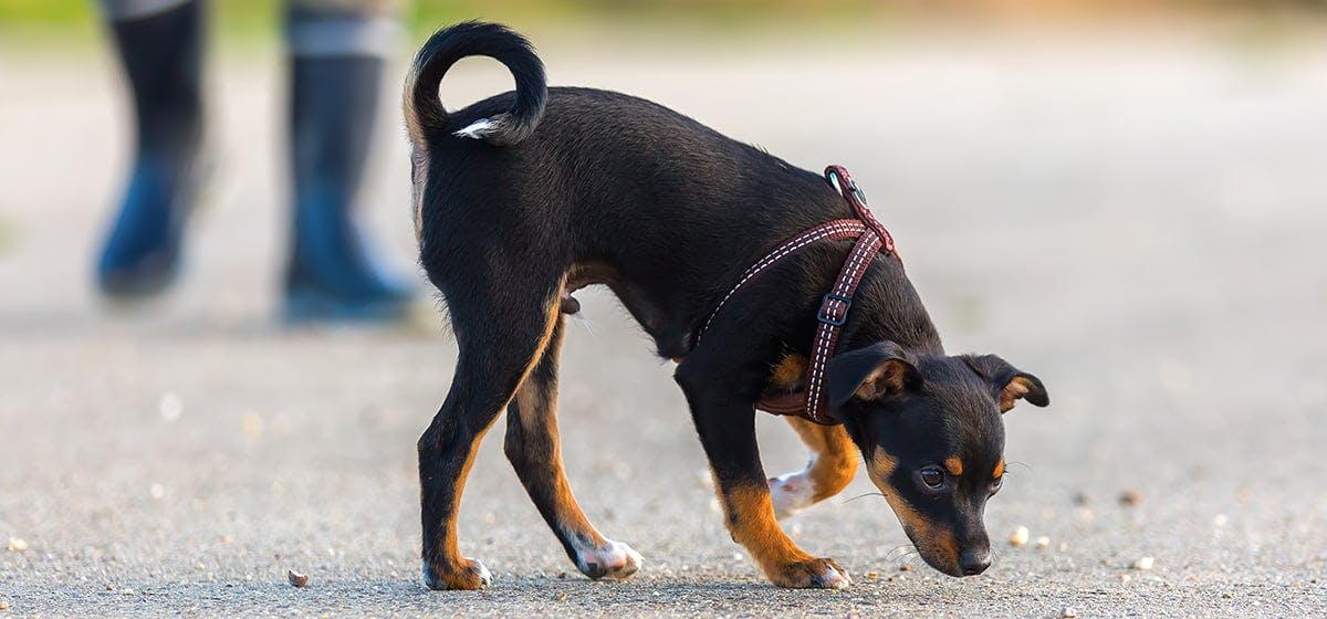 can-dogs-smell-grubs