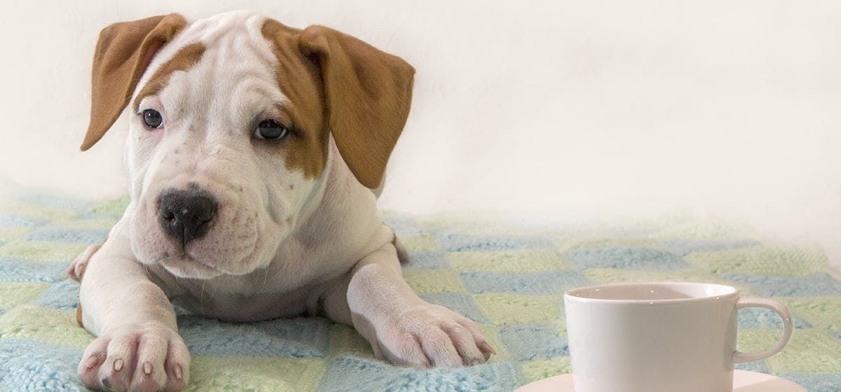 can dogs smell through coffee