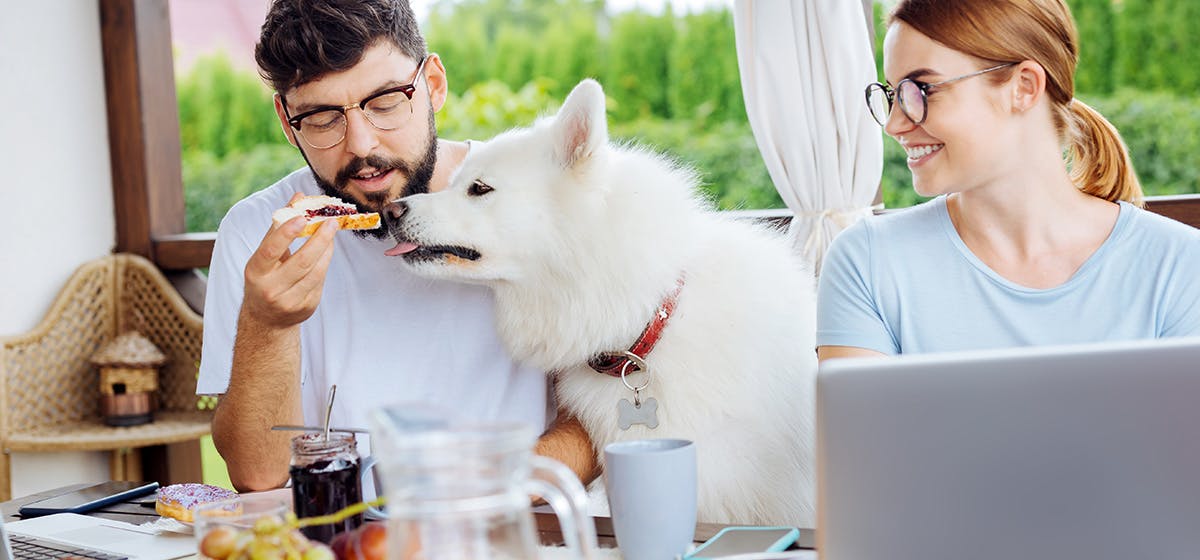 can-dogs-taste-bread