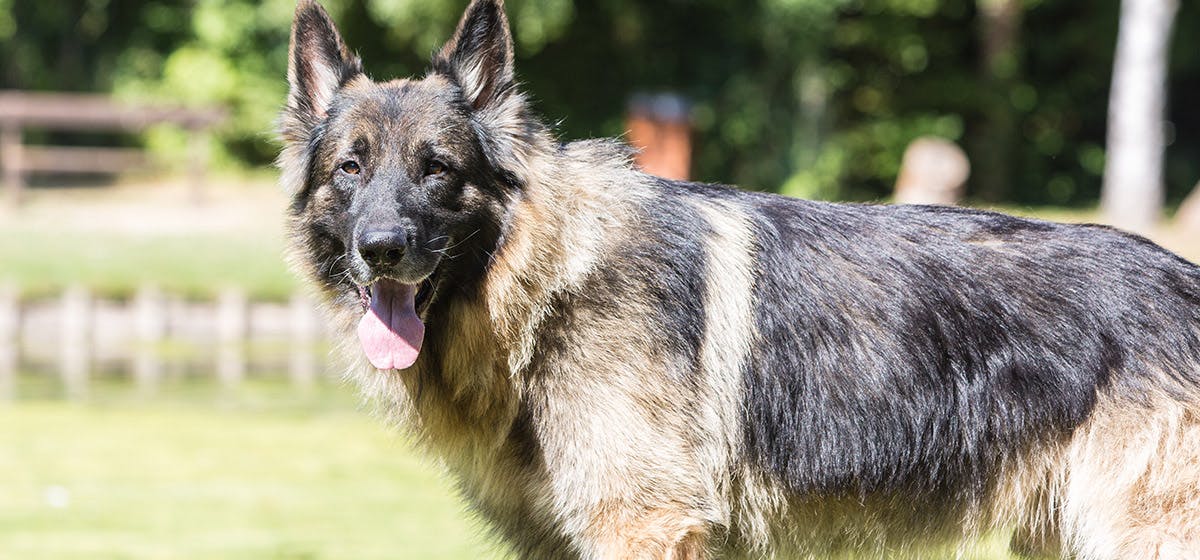 can cadaver dogs smell bones