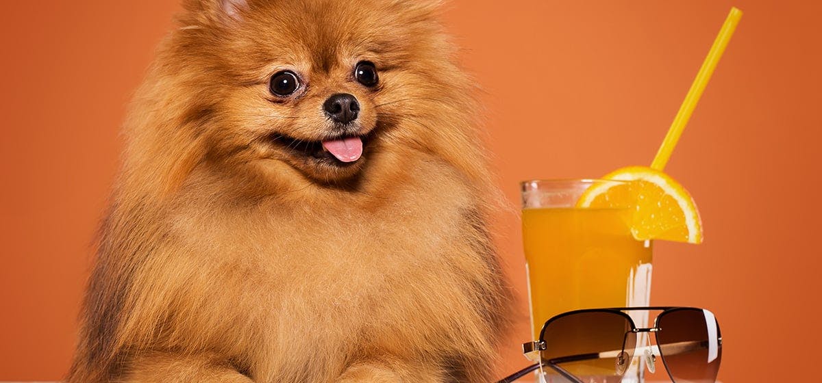 is lemon juice bad for dogs