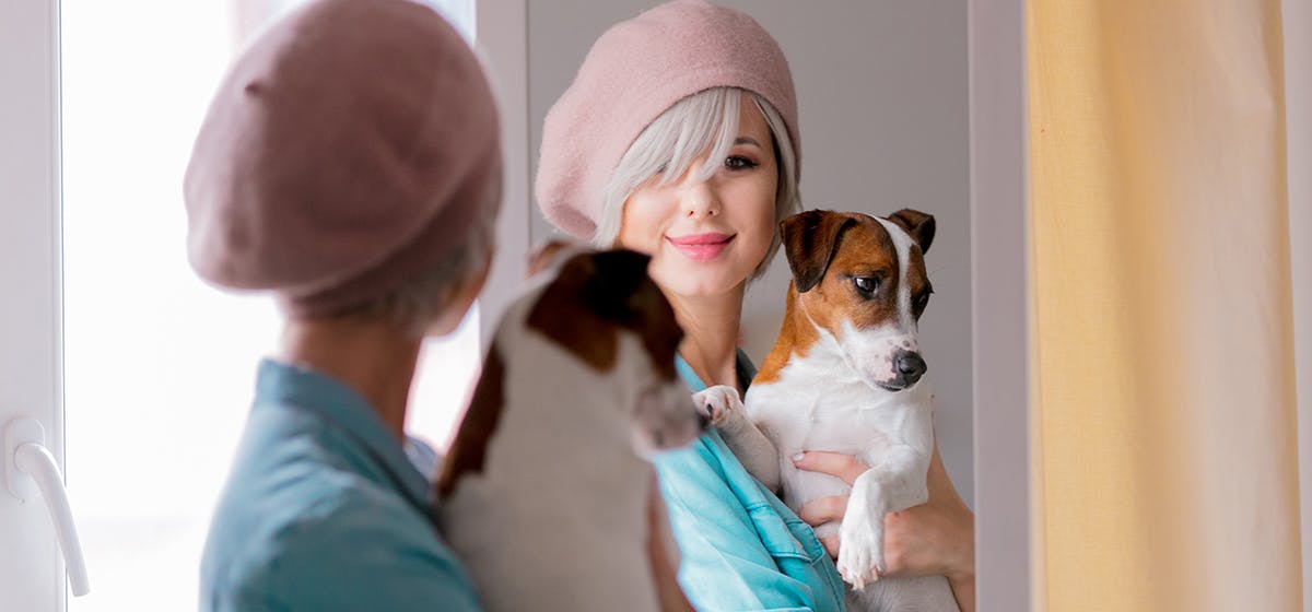 can a dog recognise itself in a mirror