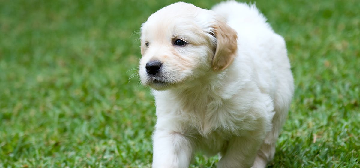 can-dogs-taste-mashed-food