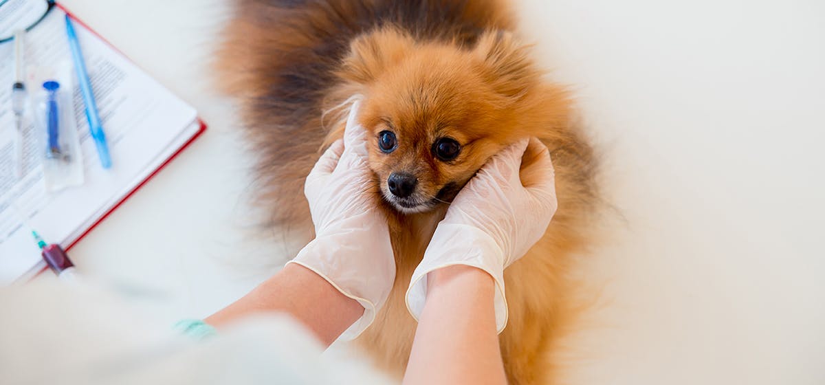 can-dogs-live-with-renal-failure