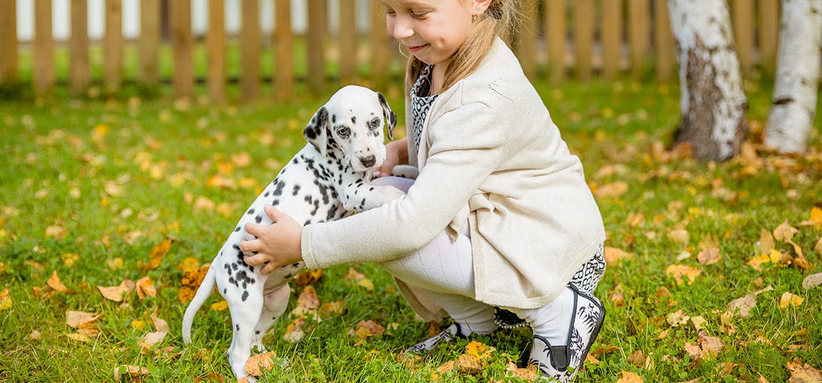 can-dogs-feel-appreciation