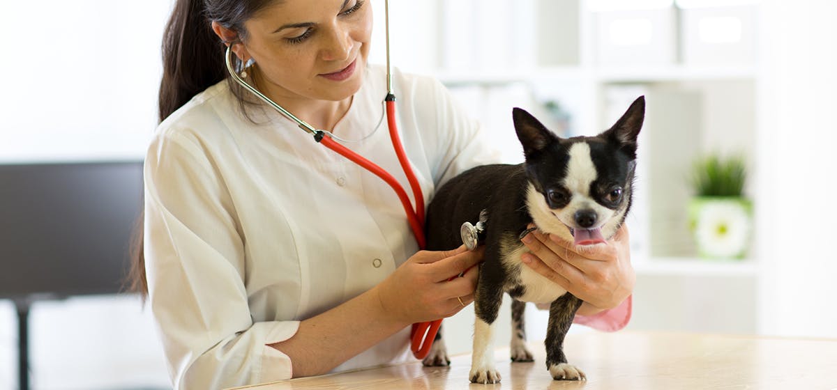 how long does dog live with kidney failure