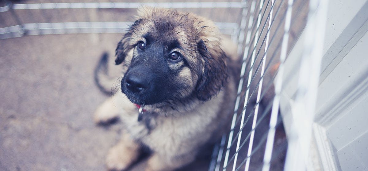 can dogs live in outdoor kennels