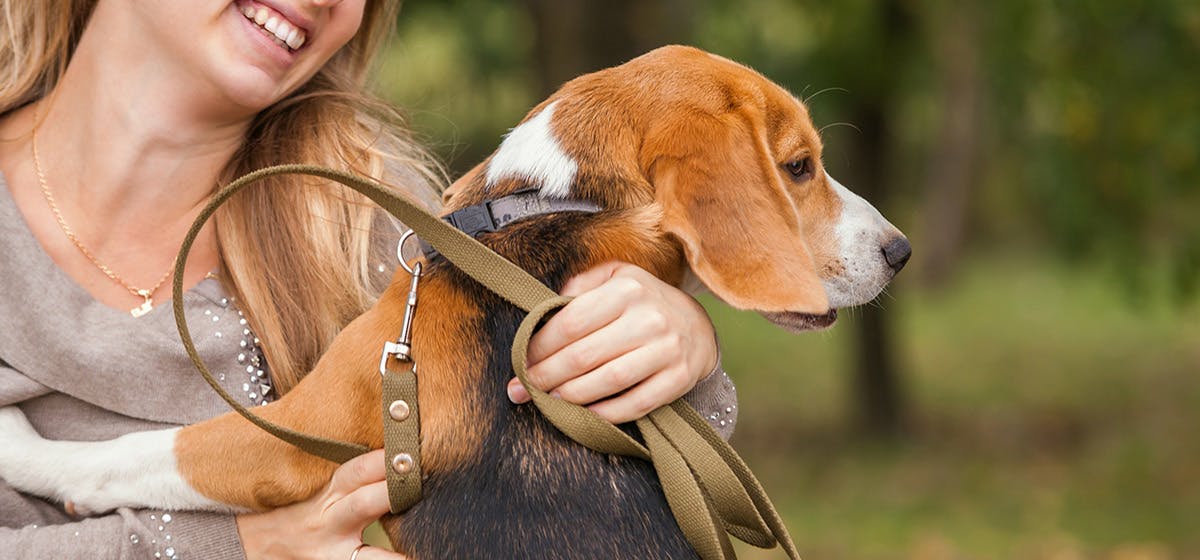 can dogs hear a fetal heartbeat