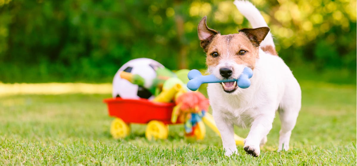 can-dogs-experience-endurance
