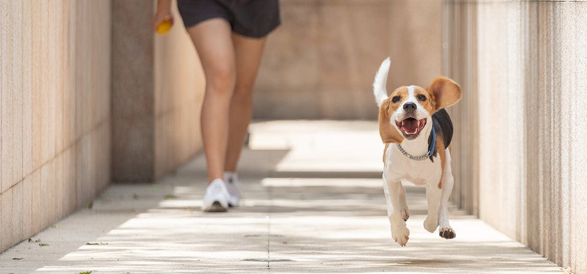 can-dogs-with-floppy-ears-hear-as-well