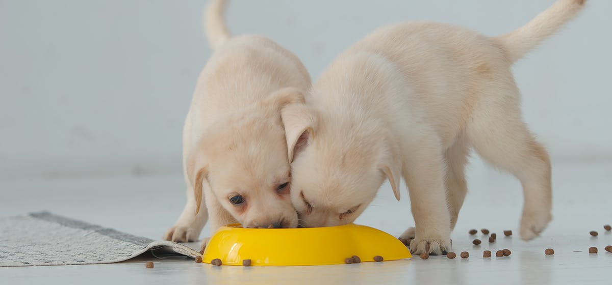 can-dogs-taste-grainy-food