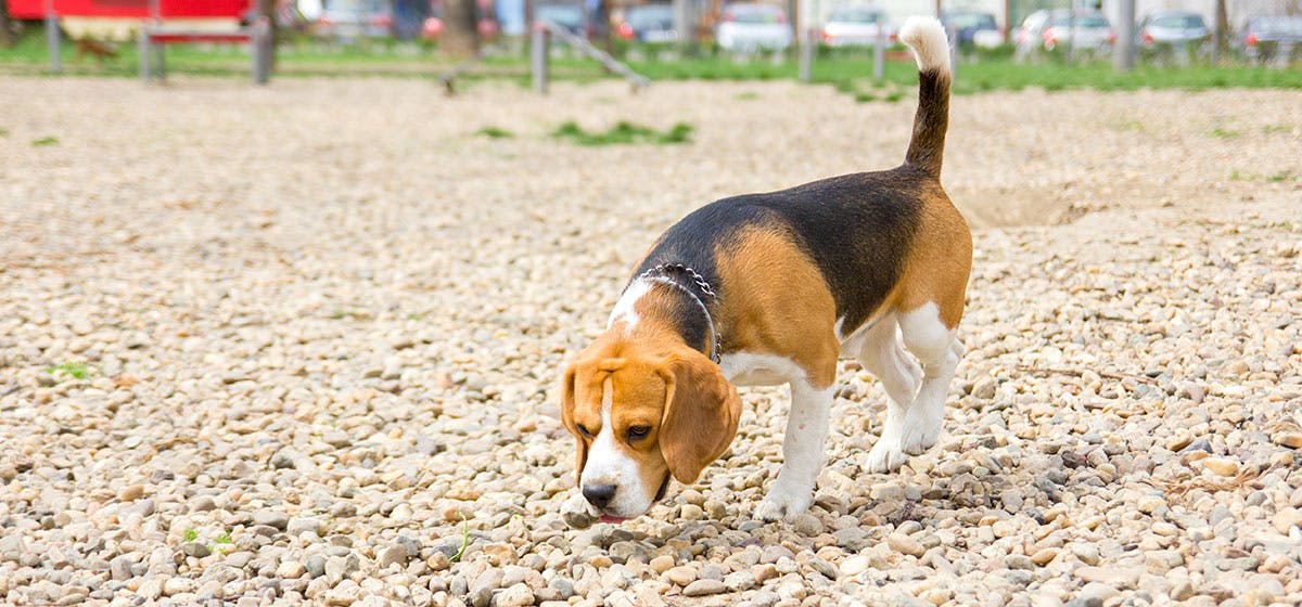 can sniffer dogs smell alcohol