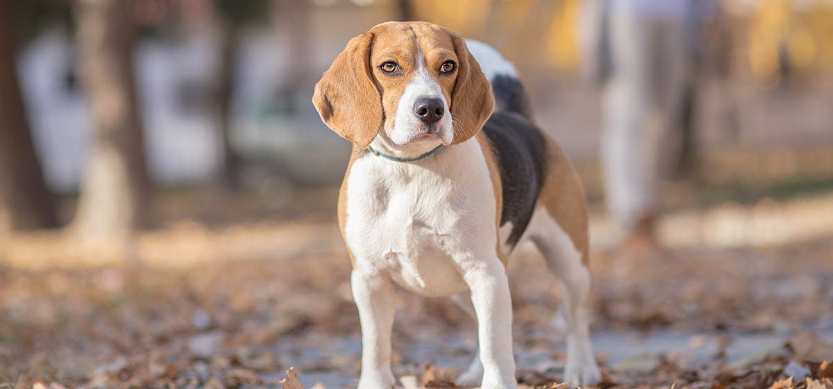 Can Dogs Sniff Steroids