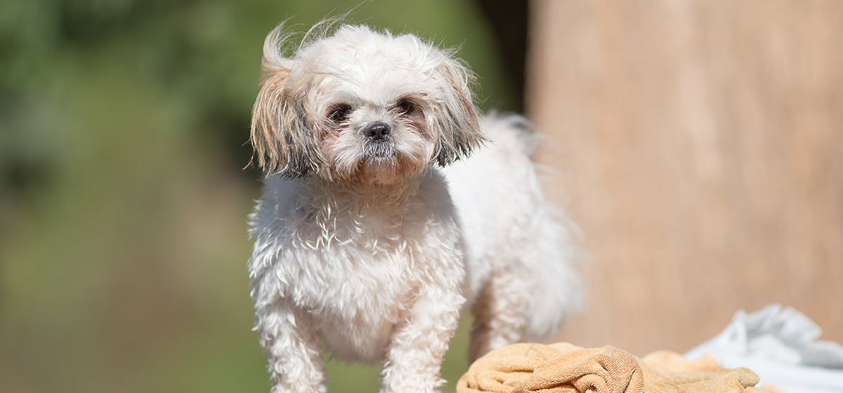 can-dogs-smell-fleas