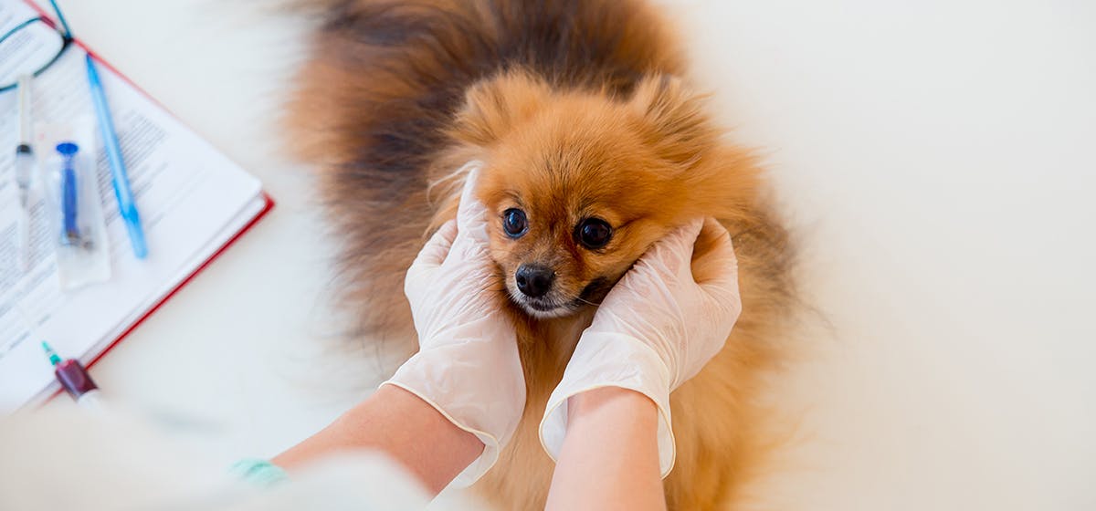 syringomyelia in dogs