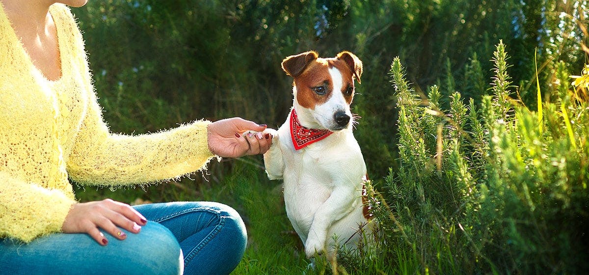 how serious is cherry eye in dogs