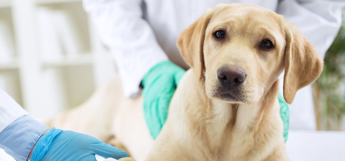 How long can a dog live with a benign brain tumor