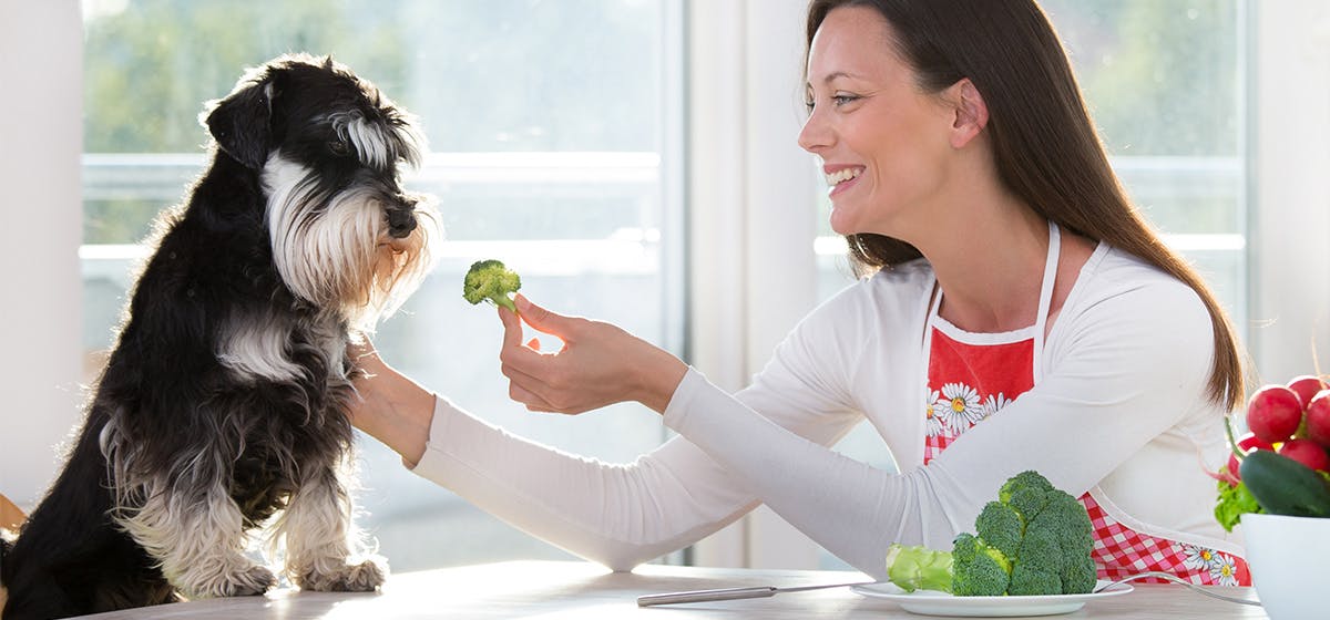 can dogs taste broccoli