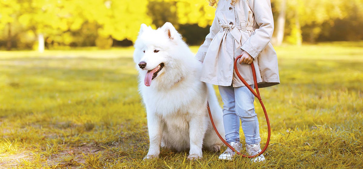 can-dogs-see-light-yellow