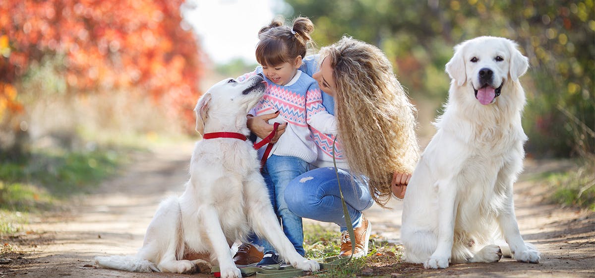 can-dogs-see-light-blue