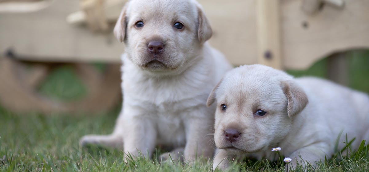 how do i stop my two male puppies fighting