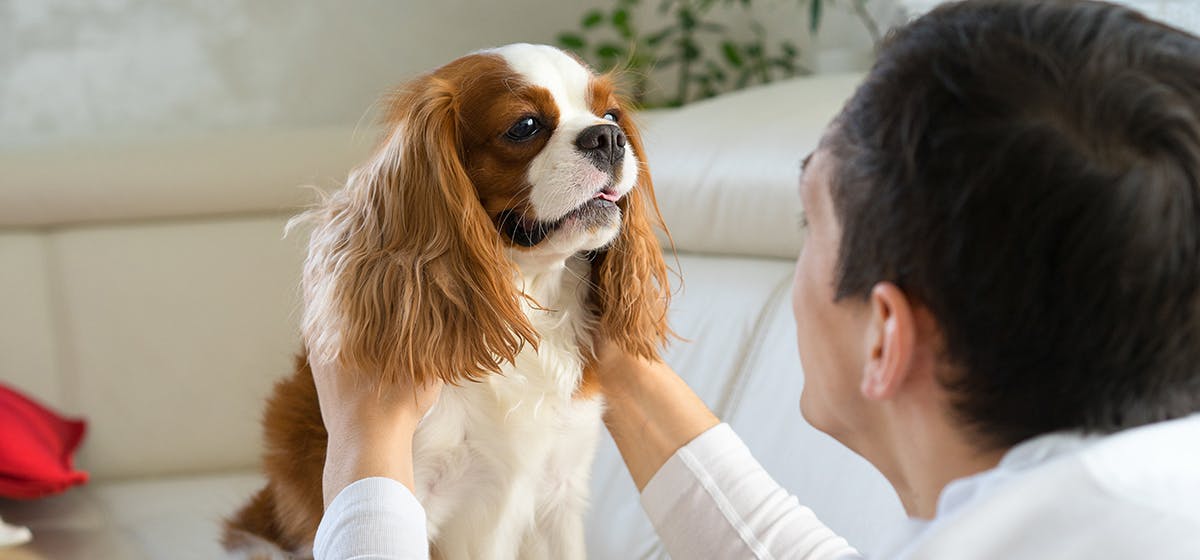 can-dogs-recognize-human-family-members