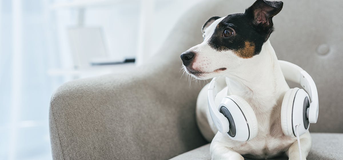 songs to sing to dogs