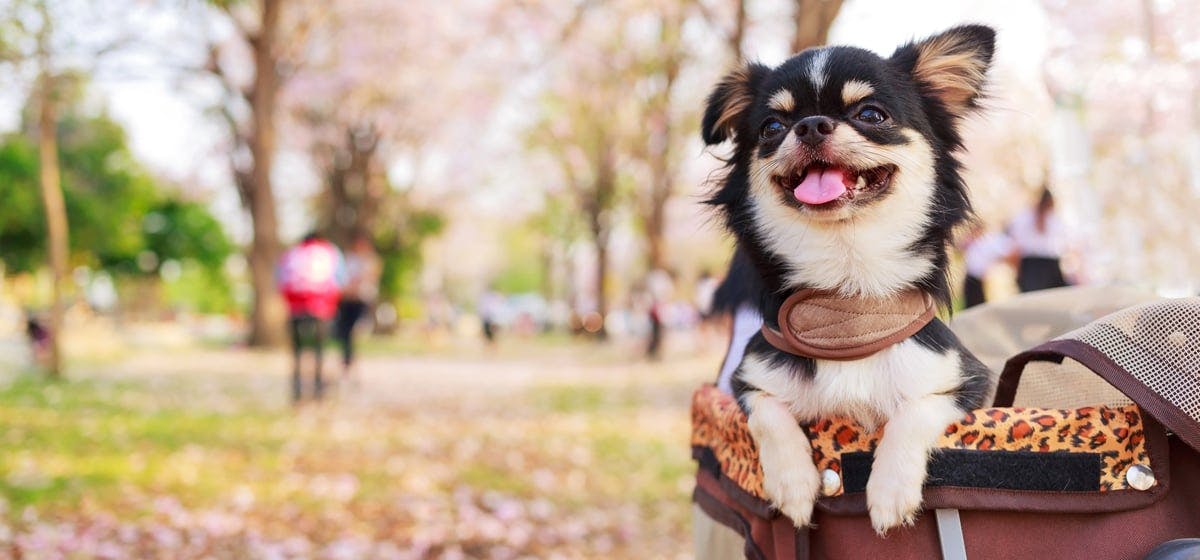 can-dogs-feel-confident