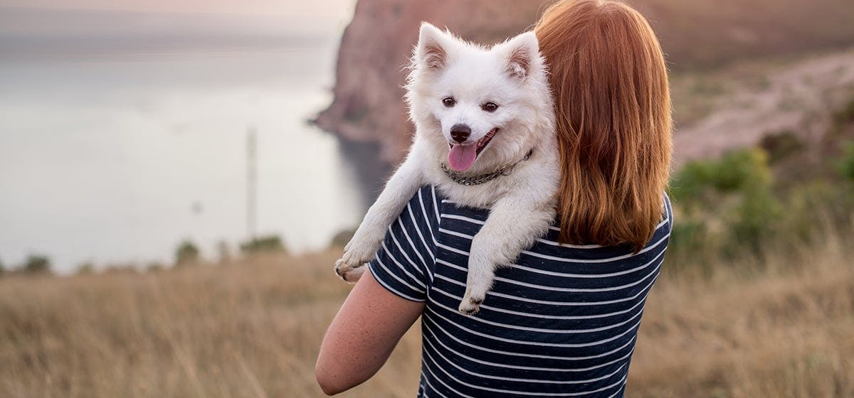 can dogs hear mouse repellers