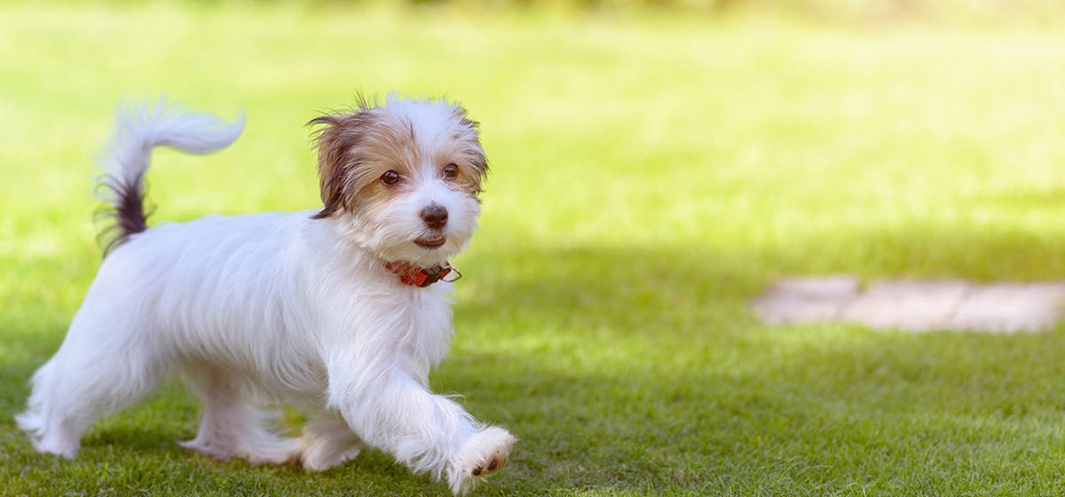 what happens when dogs eat frogs