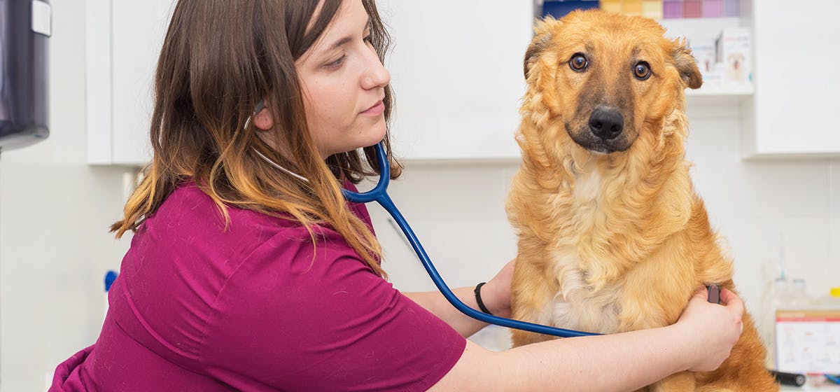 how long can vestibular disease last in dogs