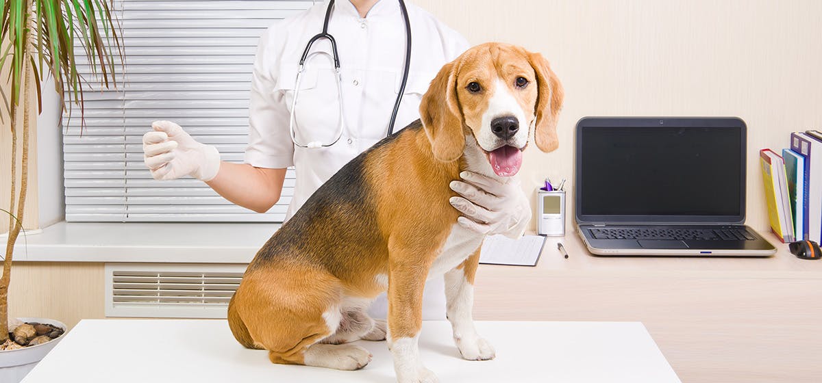 How long can a dog live with cushing disease