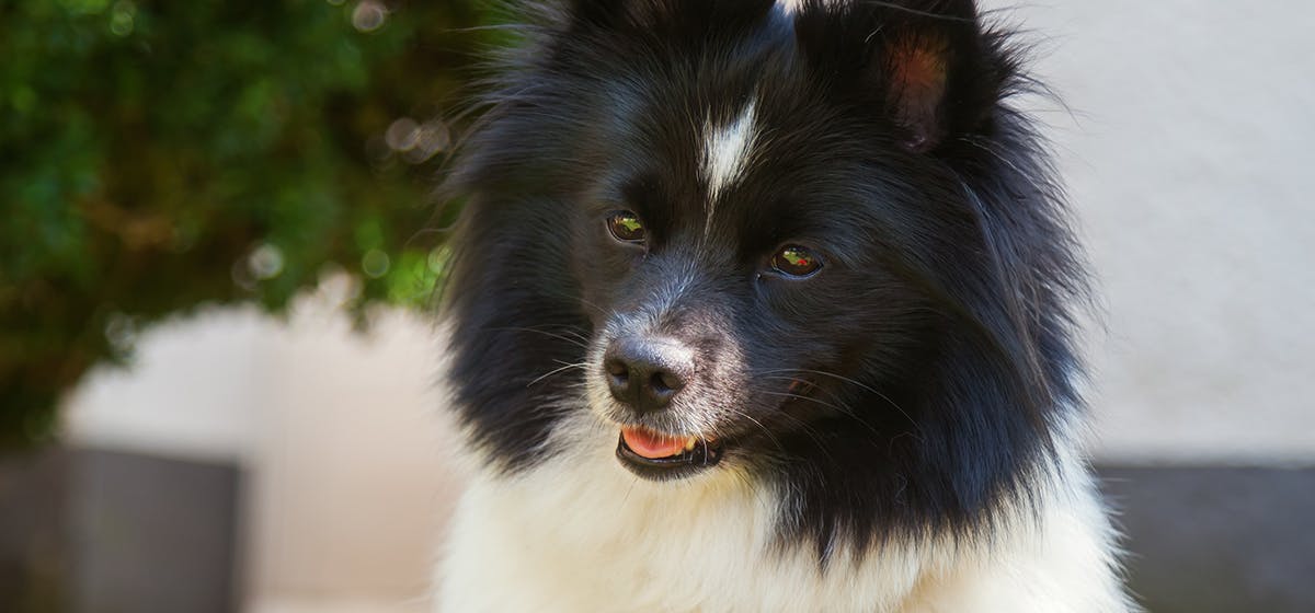 is it okay to trim your dogs whiskers