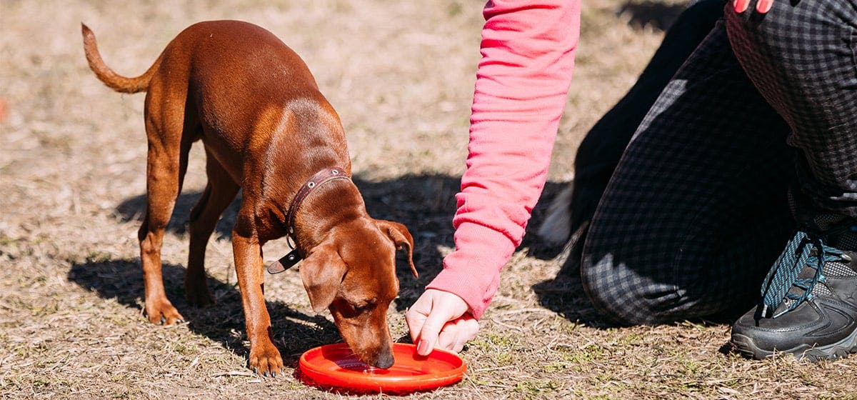 can all dogs play frisbee