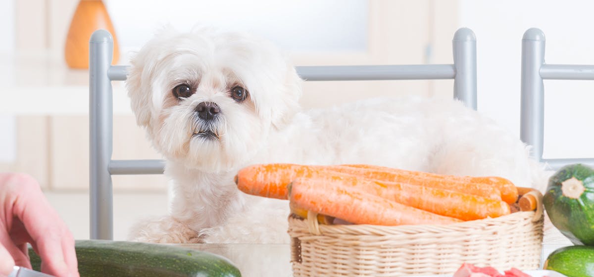 can-dogs-taste-fizzy-food