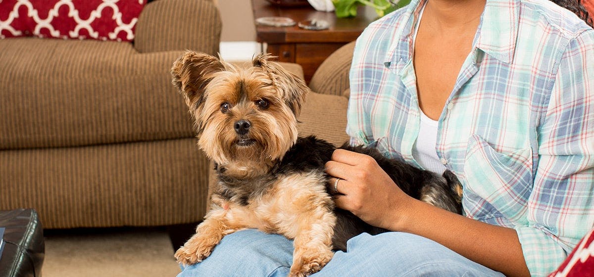 Can Dogs Tell if You're Depressed? Wag!