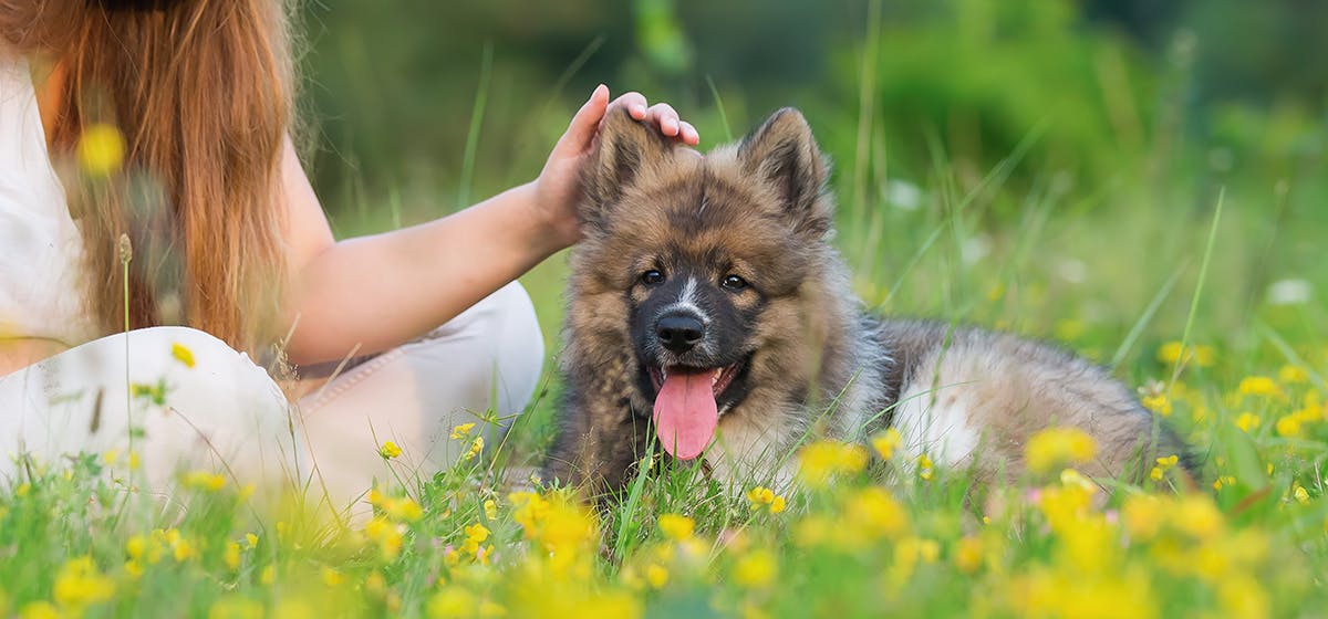 can-dogs-hear-a-human-heartbeat