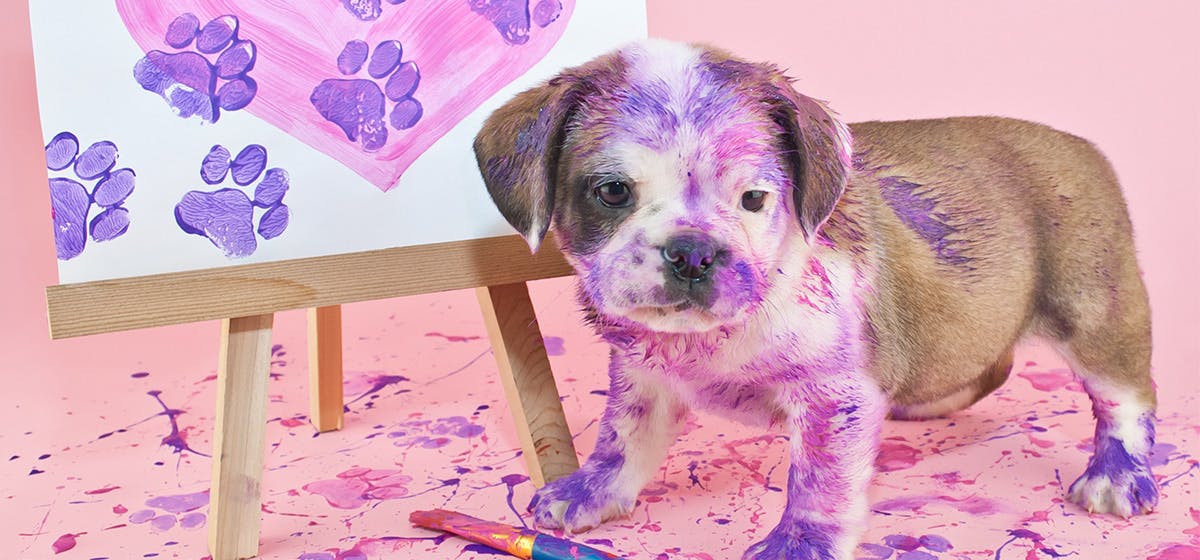 dog licked wet paint