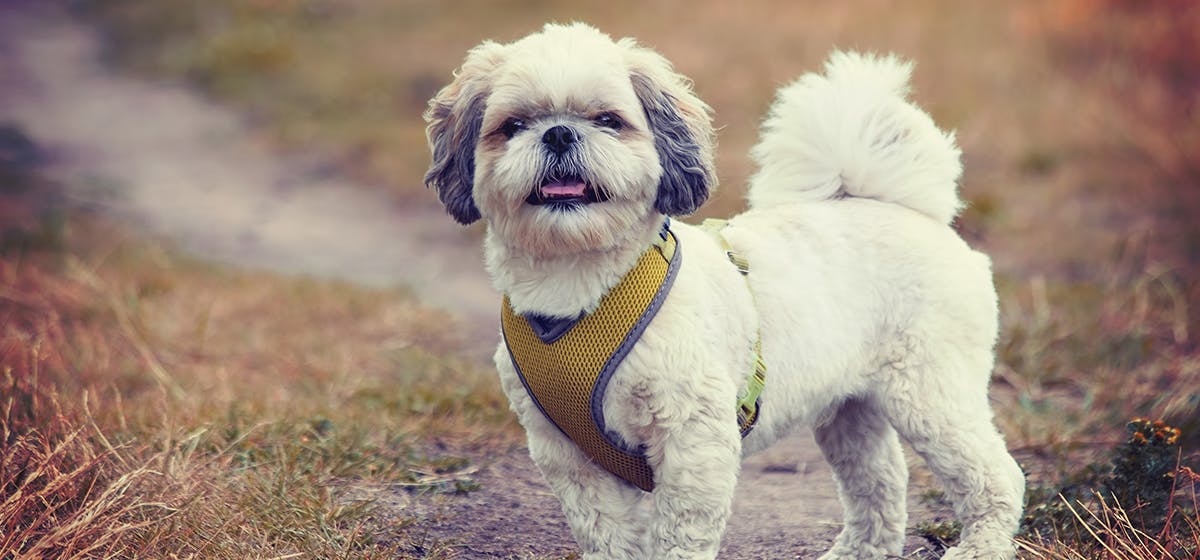 can-dogs-smell-fentanyl