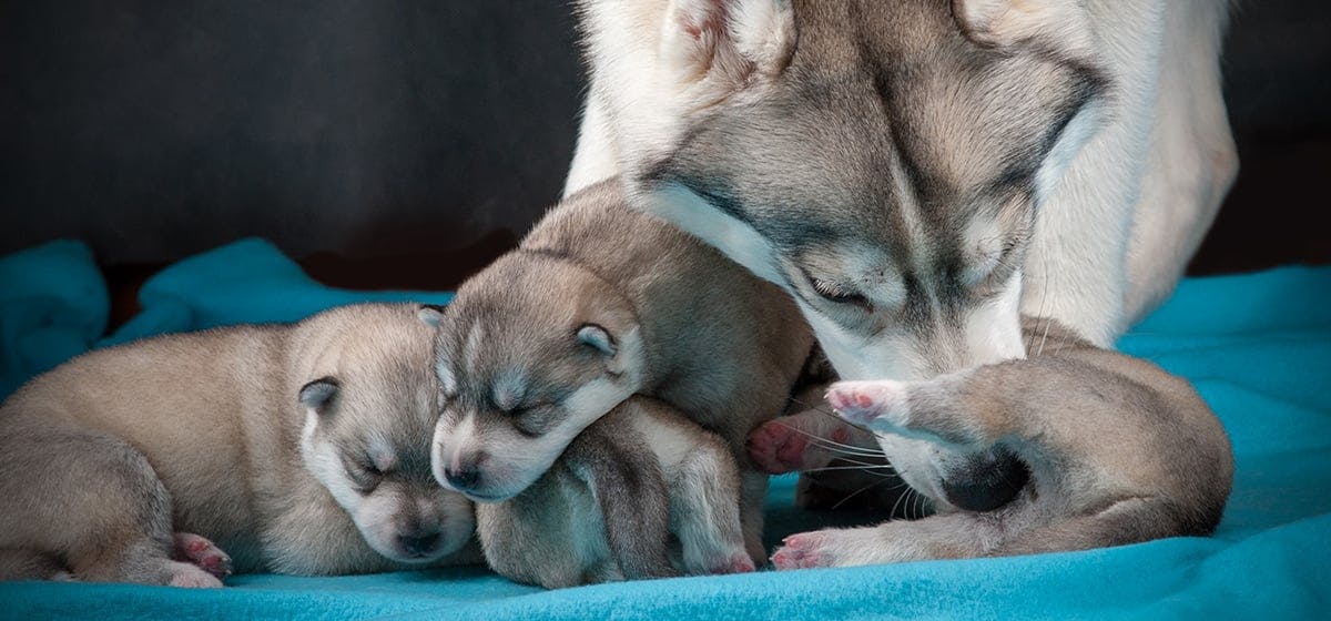 can puppies drink milk that humans drink