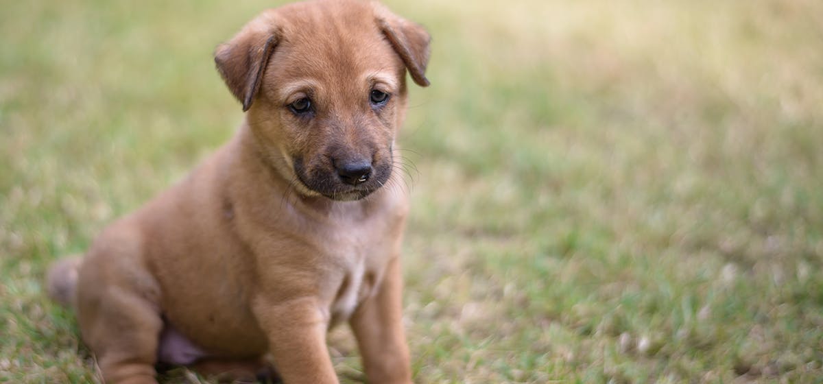 unsweetened applesauce for dogs