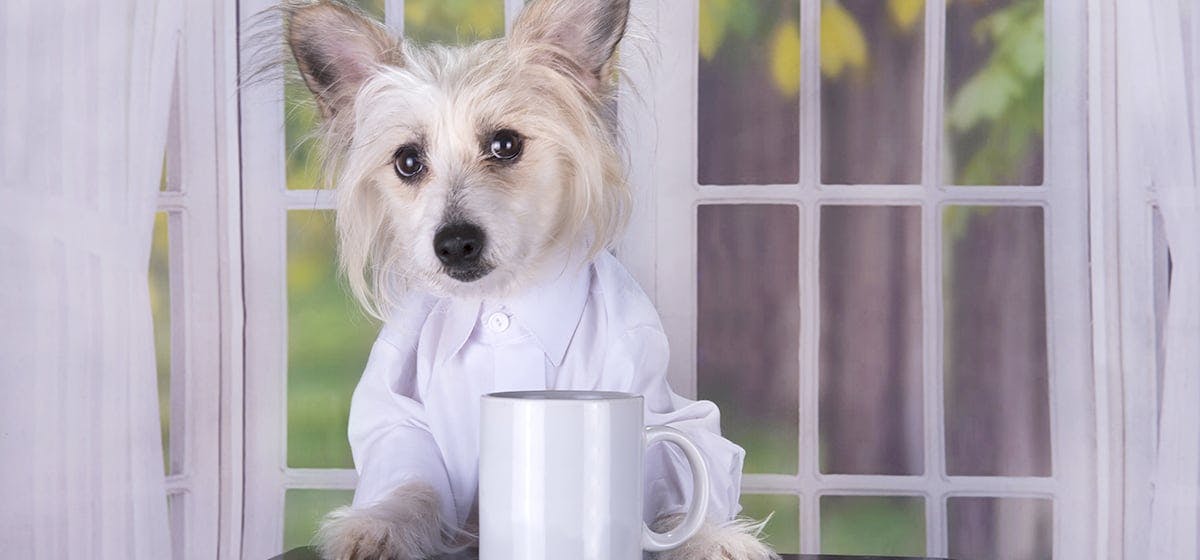 can dogs smell through coffee