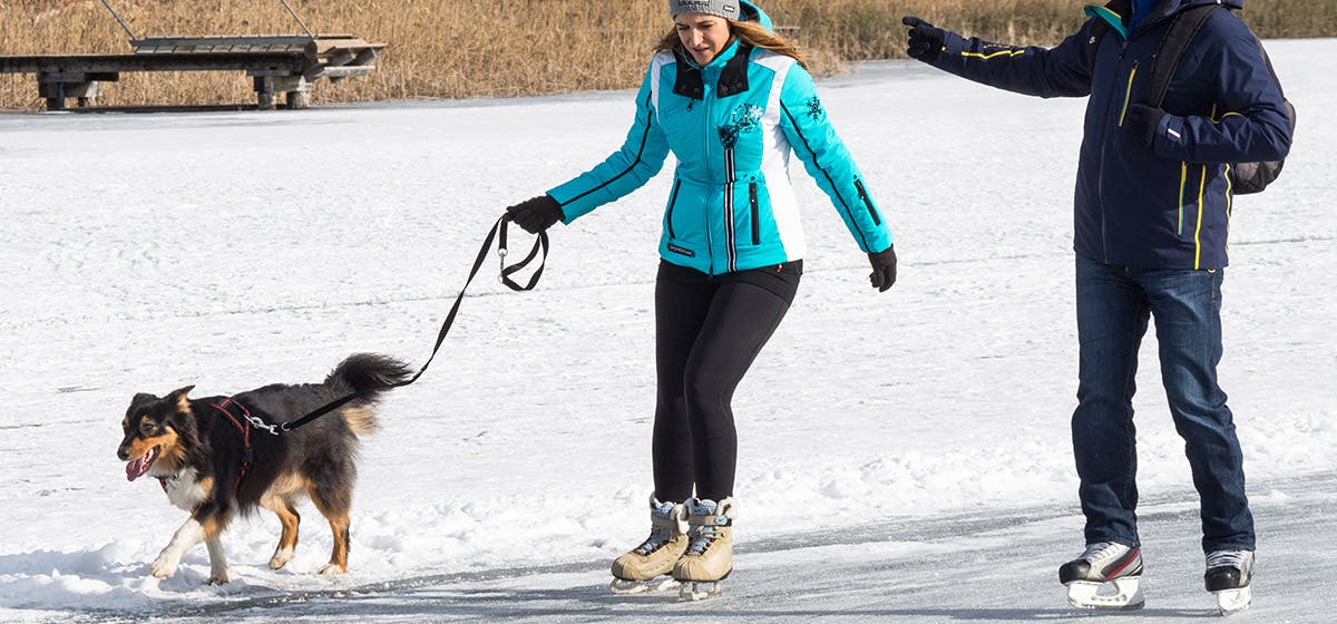 can-dogs-ice-skate